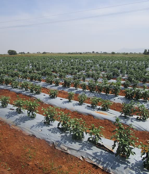 Farm-Backed Sourcing